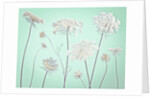 Cow parsley flowers by Assaf Frank